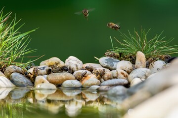 Bees drink water from a bird's water hole. Czechia.