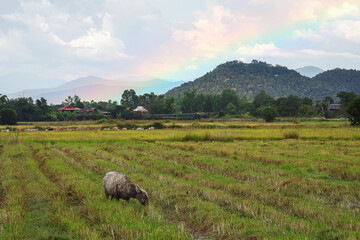 Rice Fields Near  With Water Buffalo - Thailand Asia and rainbow on the mountain