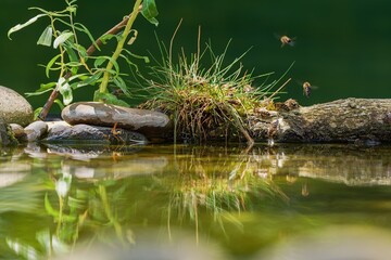 Bees drink water from a bird's water hole. Czechia.