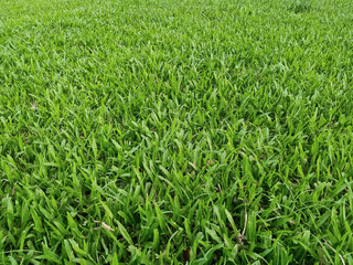 green grass in the wind