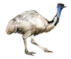 Emu illustration isolatated on white. wild animals