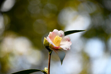 ツバキ「雪中花」