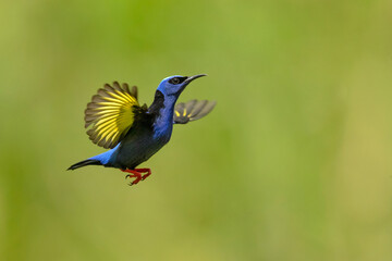 Red-legged honeycreeper (Cyanerpes cyaneus) is a small songbird species in the tanager family (Thraupidae). It is found in the tropical New World 