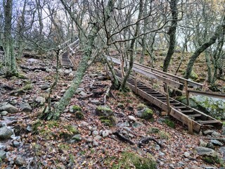 wooden stairs in forest