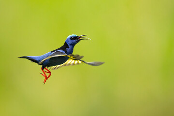 Red-legged honeycreeper (Cyanerpes cyaneus) is a small songbird species in the tanager family (Thraupidae). It is found in the tropical New World 