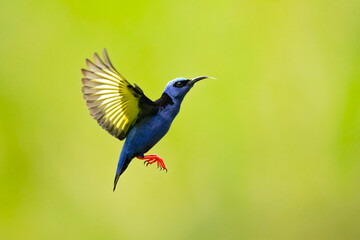 Red-legged honeycreeper (Cyanerpes cyaneus) is a small songbird species in the tanager family (Thraupidae). It is found in the tropical New World 
