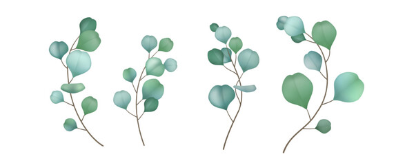 Set of eucalyptus branches
