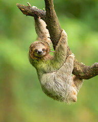 Fototapeta premium Brown-throated sloth (Bradypus variegatus) is a species of three-toed sloth found in the Neotropical realm of Central and South America