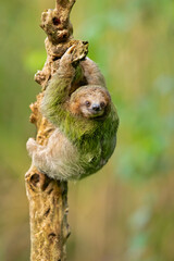 Brown-throated sloth (Bradypus variegatus) is a species of three-toed sloth found in the...
