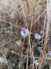 flowers in the forest