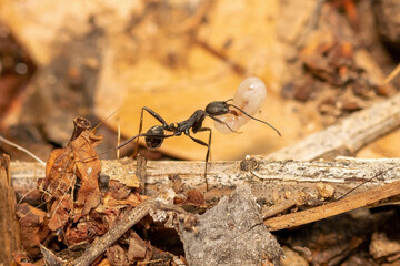 Ant carrying an egg and changing its place to protect it.
