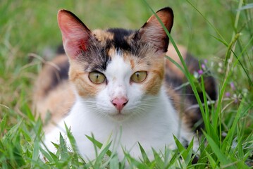 A Calico cat sitting on green grass field in outdoor 