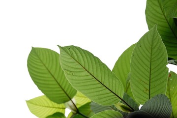 In selective focus a branch of Kratom leaves on white isolated background for green foliage backdrop with copy space