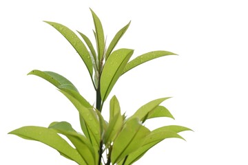 Tropical tree with leaves branches and rain droplets on white isolated background for green foliage backdrop 