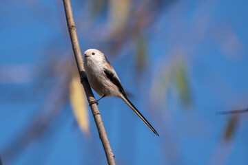 Long-tailed Tit,  Aegithalos caudatus on a willow twig