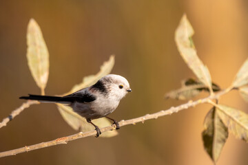 longtailed tit sitting on a twig
