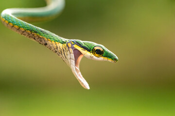 Leptophis ahaetulla, commonly known as the lora or parrot snake, is a species of medium-sized slender snake of the family Colubridae