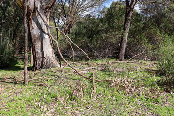 Fototapeta premium eucalyptus trees and fallen branches in australian bushland