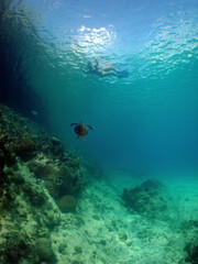 a diver the beautiful coral reef of the caribbean sea