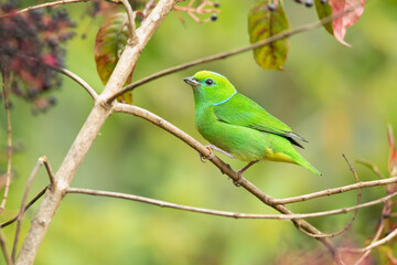Golden-browed chlorophonia (Chlorophonia callophrys) is a species of bird in the family Fringillidae. It is found in Costa Rica and Panama. 