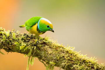 Golden-browed chlorophonia (Chlorophonia callophrys) is a species of bird in the family Fringillidae. It is found in Costa Rica and Panama. 