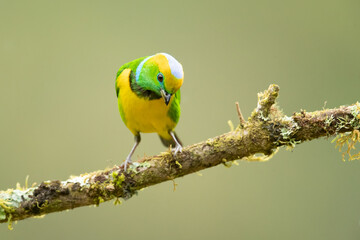 Golden-browed chlorophonia (Chlorophonia callophrys) is a species of bird in the family Fringillidae. It is found in Costa Rica and Panama. 