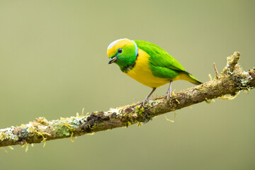Golden-browed chlorophonia (Chlorophonia callophrys) is a species of bird in the family Fringillidae. It is found in Costa Rica and Panama. 