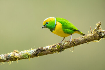 Golden-browed chlorophonia (Chlorophonia callophrys) is a species of bird in the family Fringillidae. It is found in Costa Rica and Panama. 