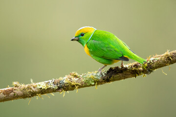 Golden-browed chlorophonia (Chlorophonia callophrys) is a species of bird in the family Fringillidae. It is found in Costa Rica and Panama. 