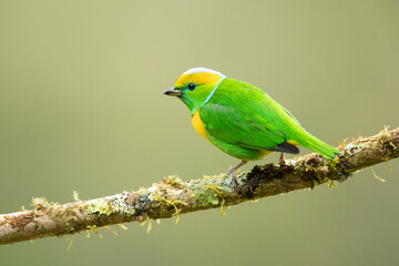 Golden-browed chlorophonia (Chlorophonia callophrys) is a species of bird in the family...