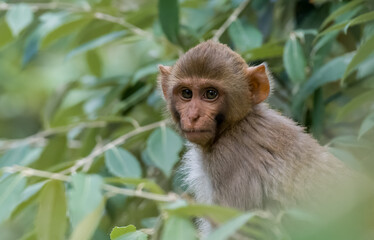 Closup of monkey macaque face