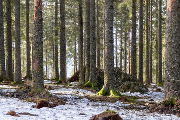 tree trunk in the forest