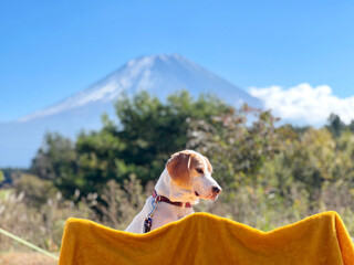 富士山の前で椅子に座る犬の顔