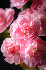 small pink carnations on black background