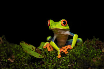 Agalychnis callidryas, commonly known as the red-eyed tree frog, is a species of frog in the subfamily Phyllomedusinae. It is native to forests from Central America