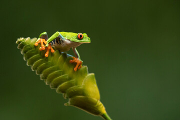 Agalychnis callidryas, commonly known as the red-eyed tree frog, is a species of frog in the subfamily Phyllomedusinae. It is native to forests from Central America