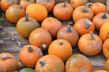 Colorful orange pumpkins on wooden mat