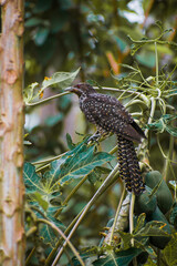 bird on a branch