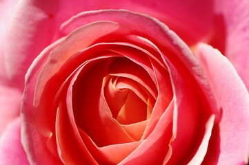 Obraz na płótnie Canvas rose