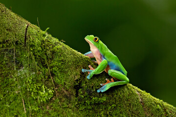 Blue-sided leaf frog (Agalychnis annae), also known as the orange-eyed leaf frog, is an endangered species of tree frog in the subfamily Phyllomedusinae