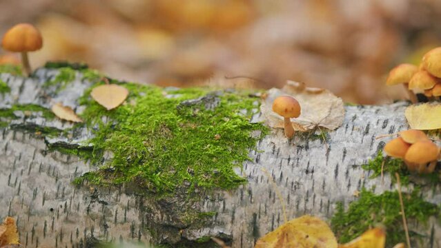 Honey agarics mushrooms. Edible mushrooms on a tree in a forest. Close up.