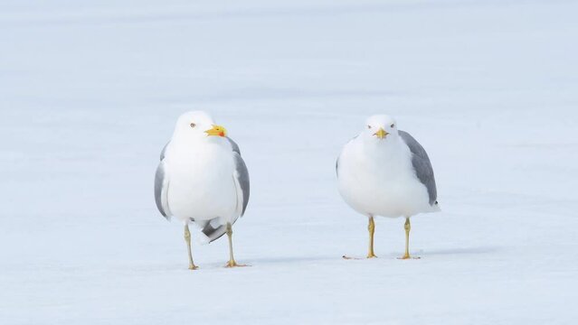 Two seagulls laughing while standing in the snow on a bright sunny day. European herring gull, Larus argentatus.