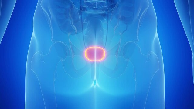 3d rendered medical animation of healthy male human's bladder