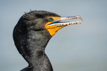 Close-up of a Double-crested cormorant (Phalacrocorax Auritus) with jeweled eye.