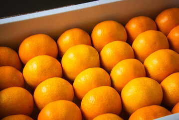 きれいに箱に詰められた温州みかん
