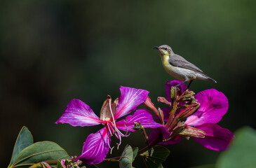 Sunbird with pink flowers
