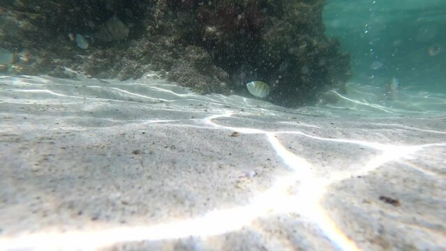 Balandra 04 Underwater BCS Mexico