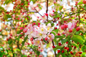 Blooming pink white flowers on apple tree branches close up, red cherry flowers blossom, beautiful sakura garden, spring orchard in bloom, green leaves soft blurred background, summer sunny day nature