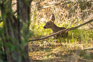Young California Mule Deer resting under the trees. Deer in its natural habitat.