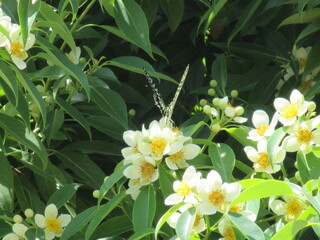 美しく咲いたヒメツバキ（Schima wallichii）の花にとまって、蜜を吸う蝶